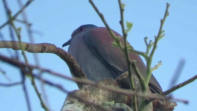 Pale-vented Pigeon - ML200792601