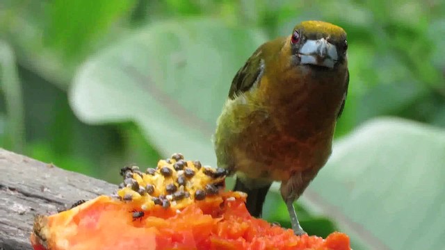 Prong-billed Barbet - ML200792621