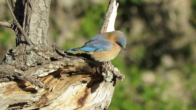 Western Bluebird - ML200792721