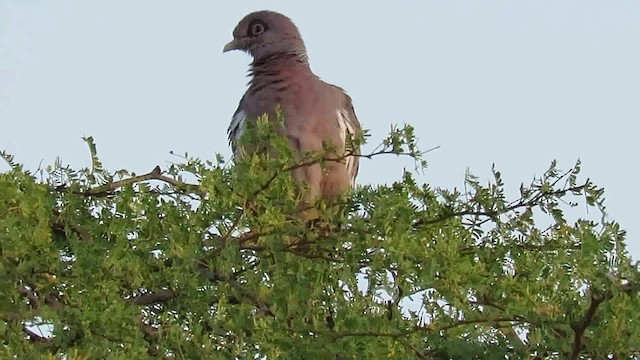 Bare-eyed Pigeon - ML200792811