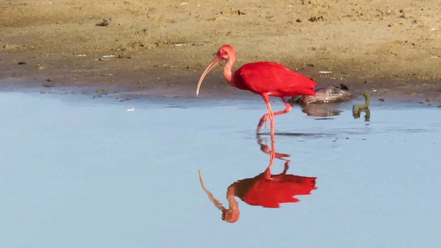 Scarlet Ibis - ML200792841