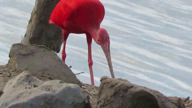 Scarlet Ibis - ML200792851