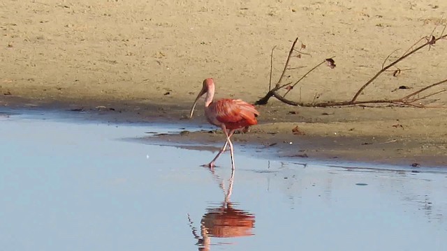 Scarlet Ibis - ML200792871