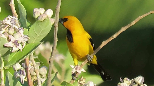 Yellow Oriole - ML200792881