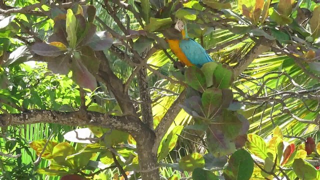 Blue-and-yellow Macaw - ML200792921