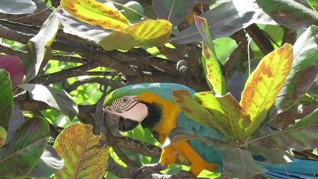 Blue-and-yellow Macaw - ML200792931