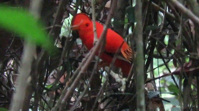 Guianan Cock-of-the-rock - ML200792971