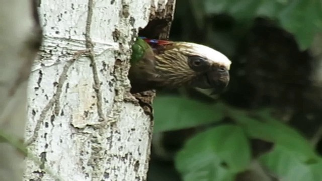 Red-fan Parrot - ML200793001