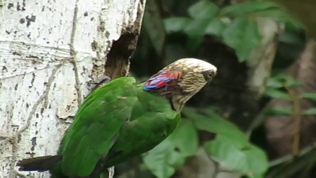 Red-fan Parrot - ML200793011