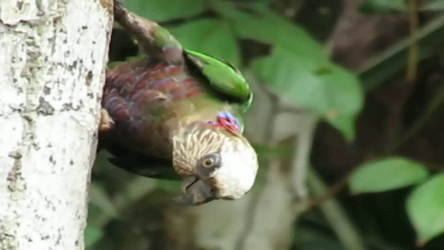 Red-fan Parrot - ML200793021