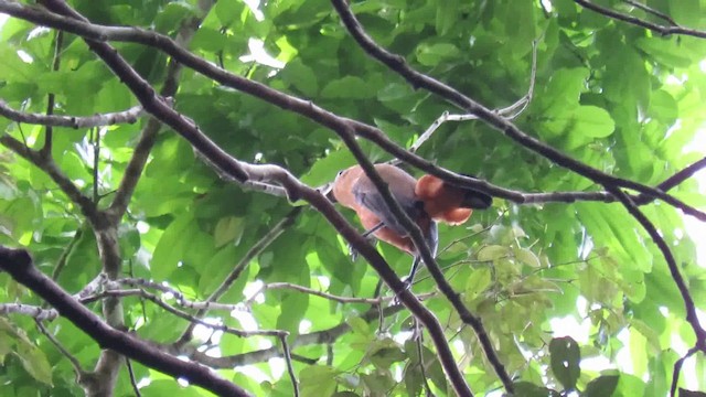 Capuchinbird - ML200793031