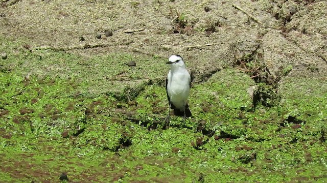 Pied Water-Tyrant - ML200793121