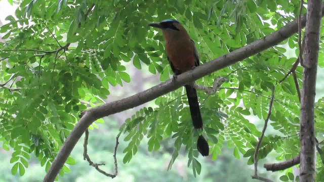 Rötelbauchmotmot [subrufescens-Gruppe] - ML200793241