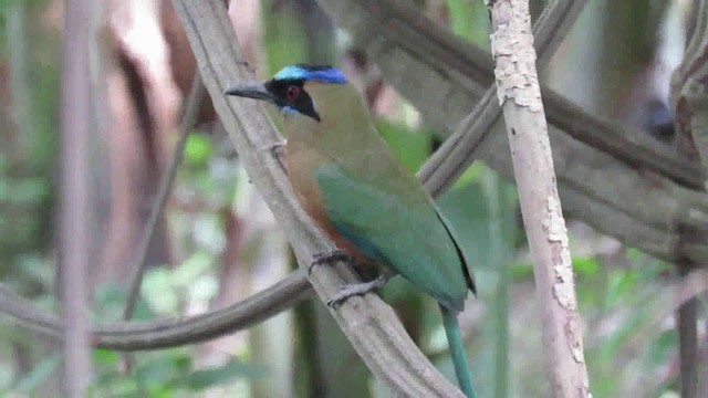 Rötelbauchmotmot [subrufescens-Gruppe] - ML200793251