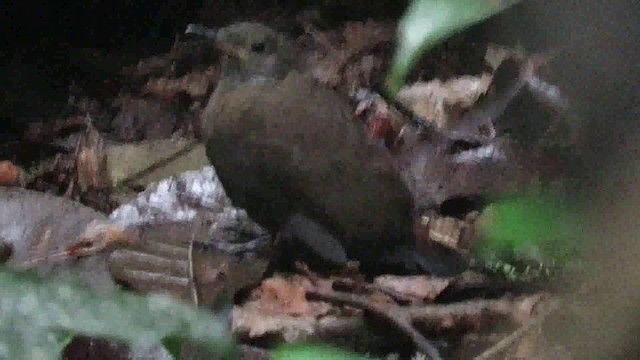 Gray-throated Leaftosser - ML200793311