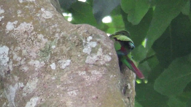 Conure versicolore (emma) - ML200793321