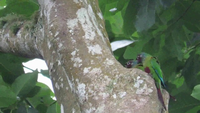 Conure versicolore (emma) - ML200793331