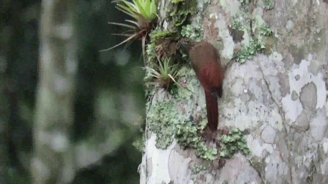 Olive-backed Woodcreeper - ML200793351