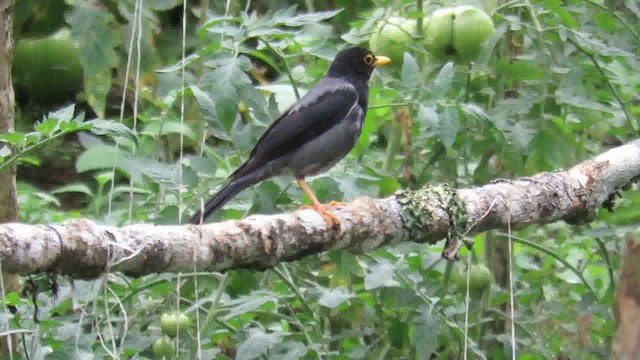 Yellow-legged Thrush - ML200793391