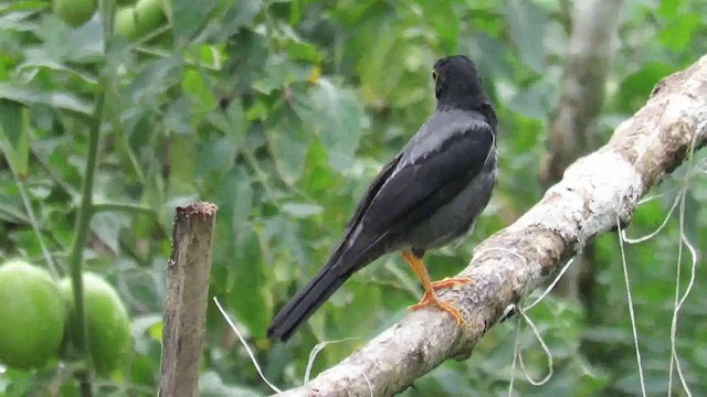 Yellow-legged Thrush - ML200793401