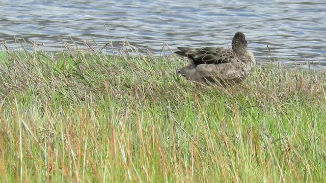 Andean Teal (Merida) - ML200793491