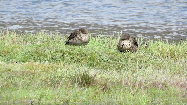 Andean Teal (Merida) - ML200793501