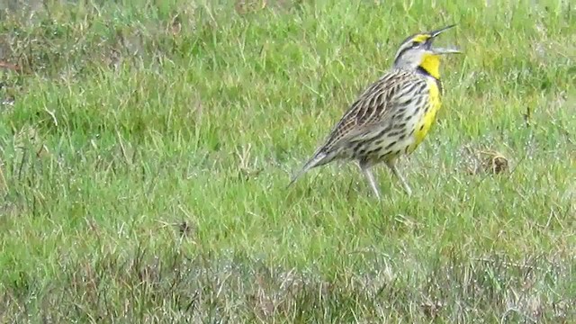 Eastern Meadowlark (Eastern) - ML200793561