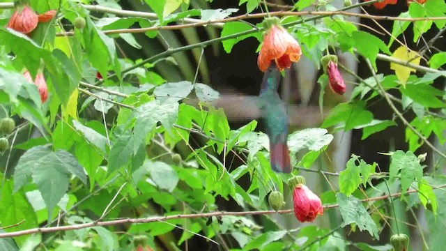 Colibrí Lazulita - ML200793591