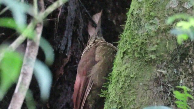 Olive-backed Woodcreeper - ML200793601