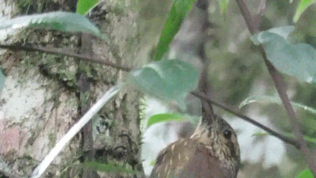 Olive-backed Woodcreeper - ML200793611