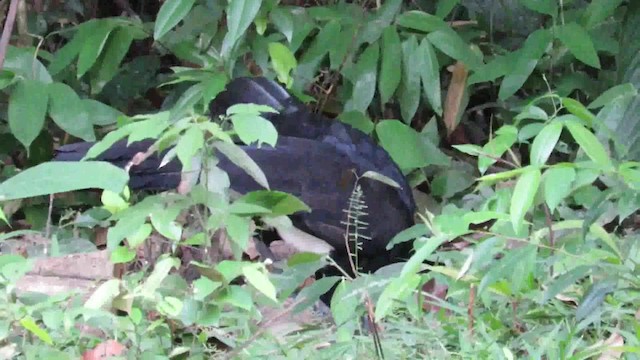 Black Curassow - ML200793701