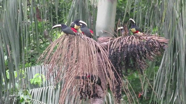 Black-necked Aracari - ML200793711