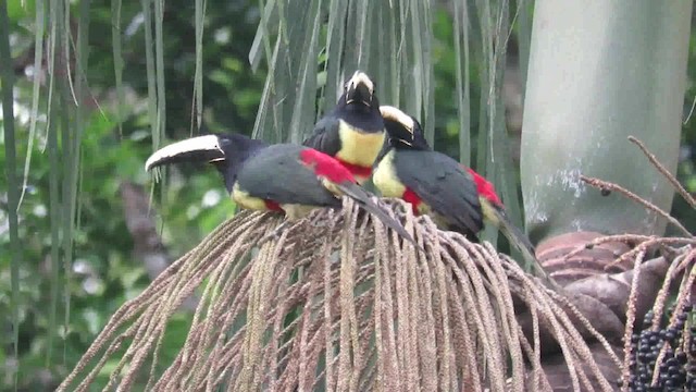 Black-necked Aracari - ML200793721