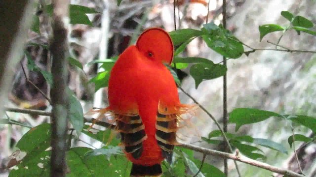 Guianan Cock-of-the-rock - ML200793781