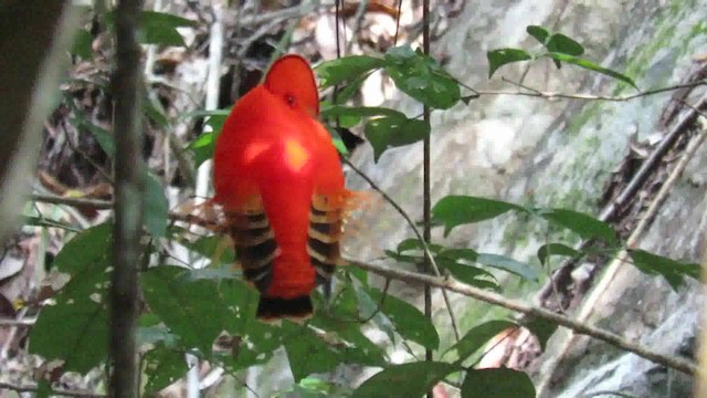 Guianan Cock-of-the-rock - ML200793791