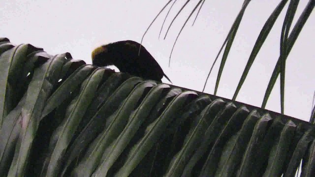 Oriole à épaulettes (chrysocephalus) - ML200793801
