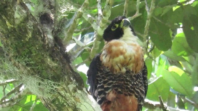 Orange-breasted Falcon - ML200793811