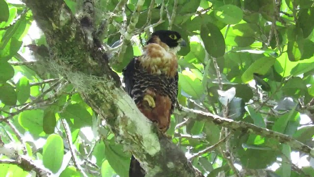 Orange-breasted Falcon - ML200793821