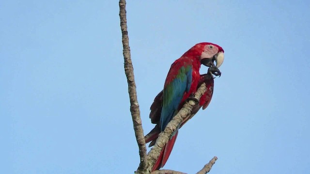 Red-and-green Macaw - ML200793841