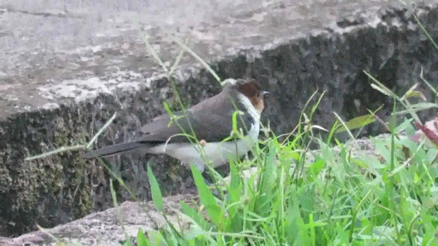 Cardenilla Capirroja - ML200793851