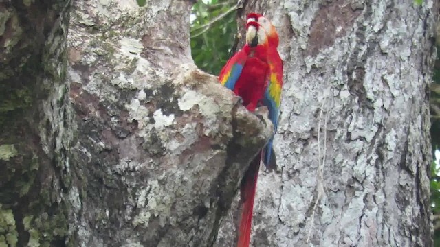 Scarlet Macaw - ML200793891