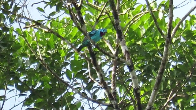 Cotinga de Cayenne - ML200793901