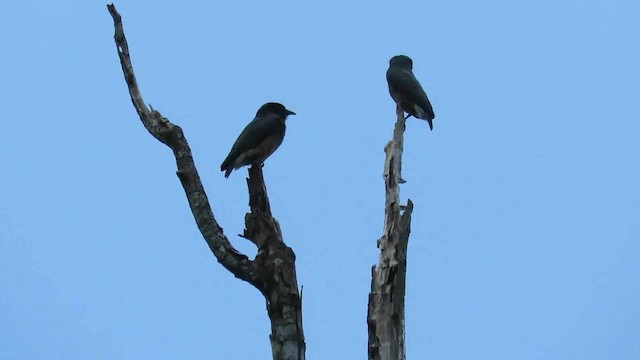 Swallow-winged Puffbird - ML200793911