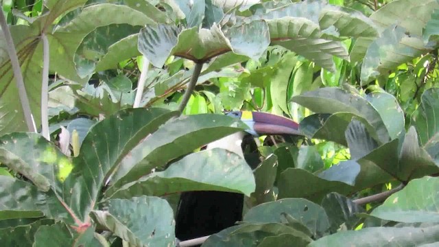 White-throated Toucan - ML200793921