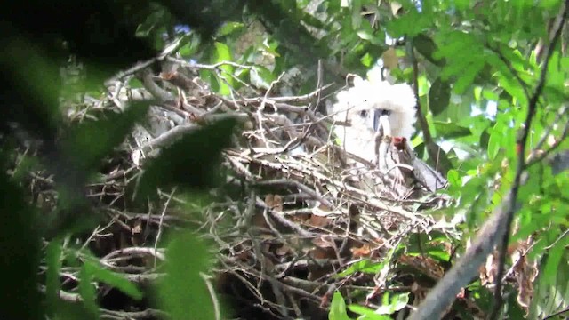 Harpy Eagle - ML200793961