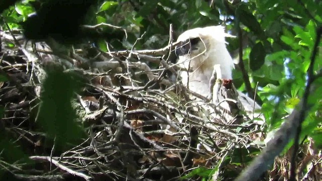 Harpie féroce - ML200793971