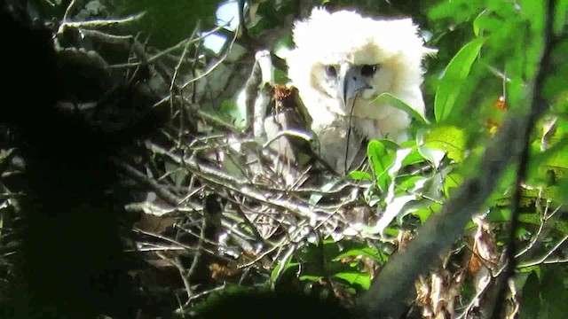 Harpy Eagle - ML200793981