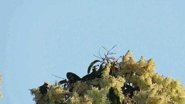 Red-shouldered Macaw (Northern) - ML200794011