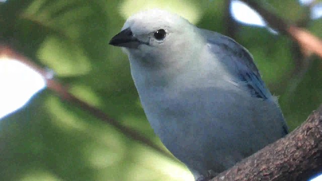 Blue-gray Tanager (White-edged) - ML200794021