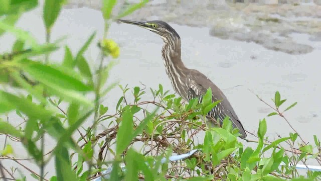 volavka proměnlivá (ssp. striata) - ML200794051